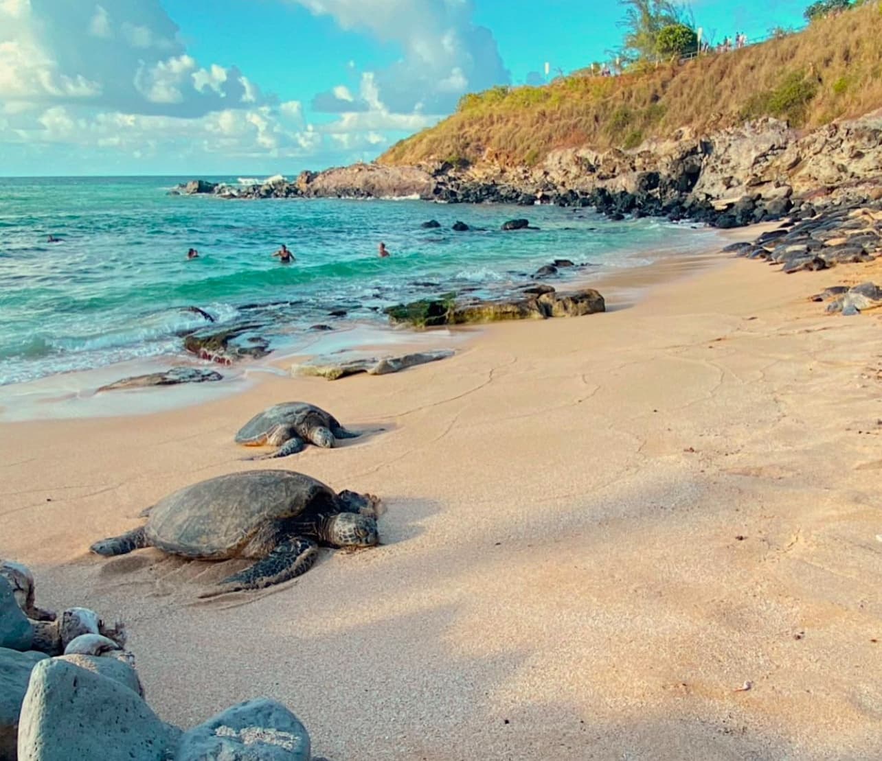 Maui’s Sea Turtles, Waterfalls and Road to Hana Adventure
