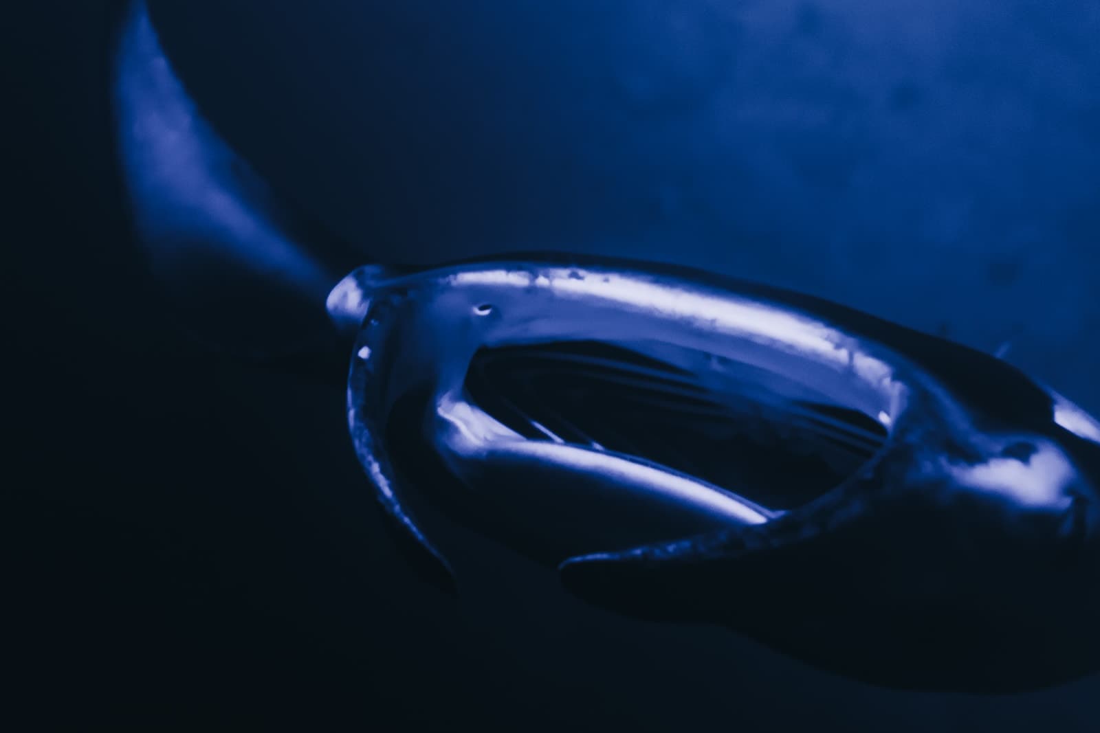 Manta Ray Night Snorkel Maheli Heli