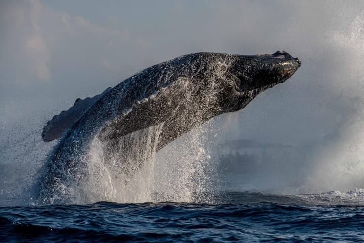 3 HOUR Whale Watch Photography Expedition *Private Charter*