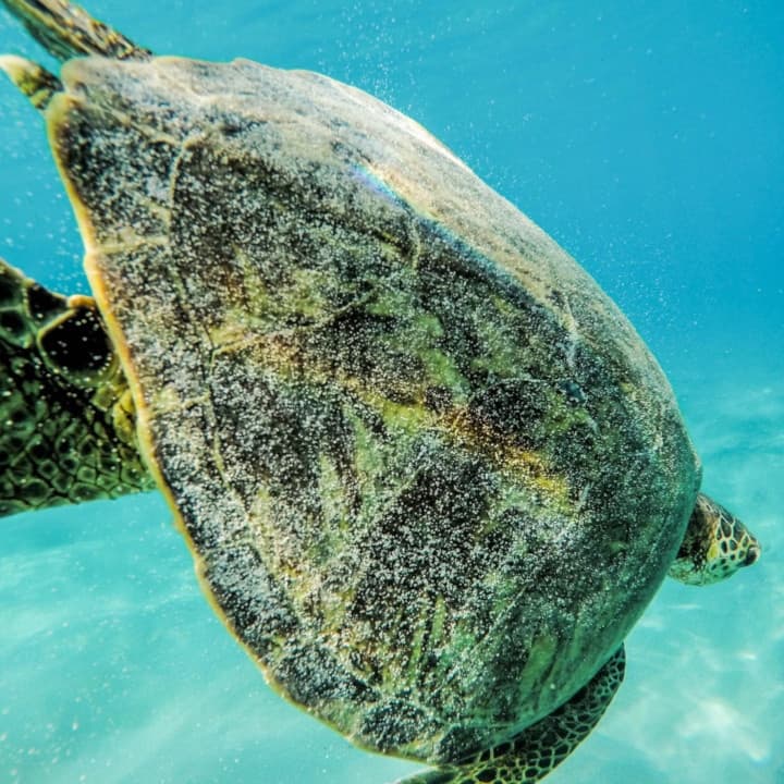 2-Hour Waikiki Snorkel & Ocean Playground Adventure