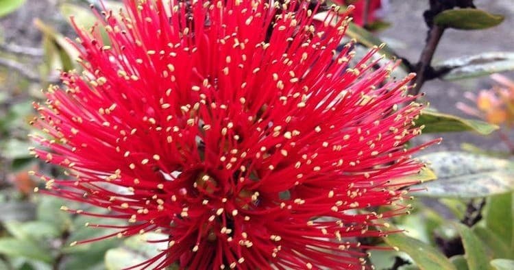 Hualālai Crater Experience