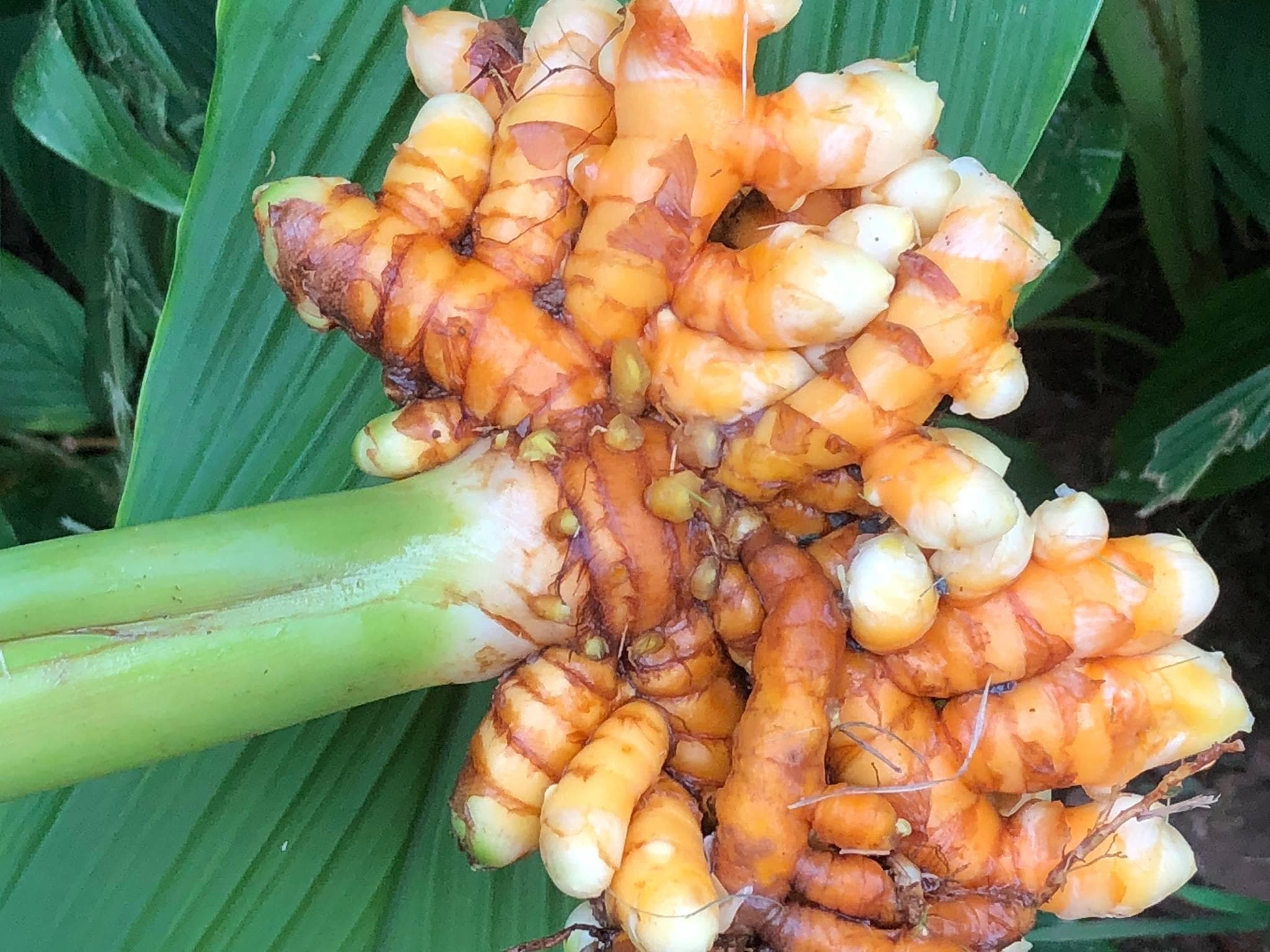 Farm to Table Dining Experience