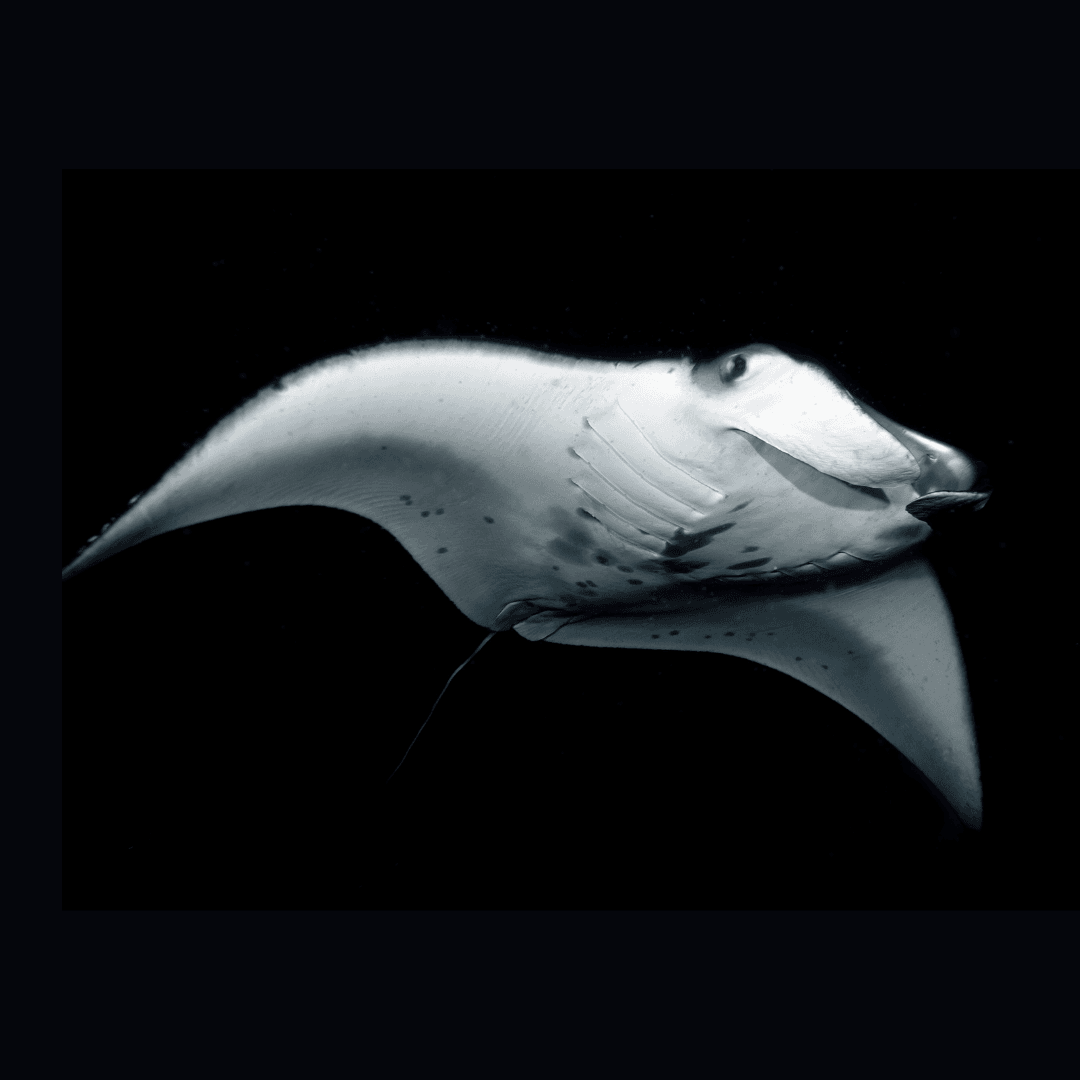 Sunset, Mantas, and Stargazing Private Charter