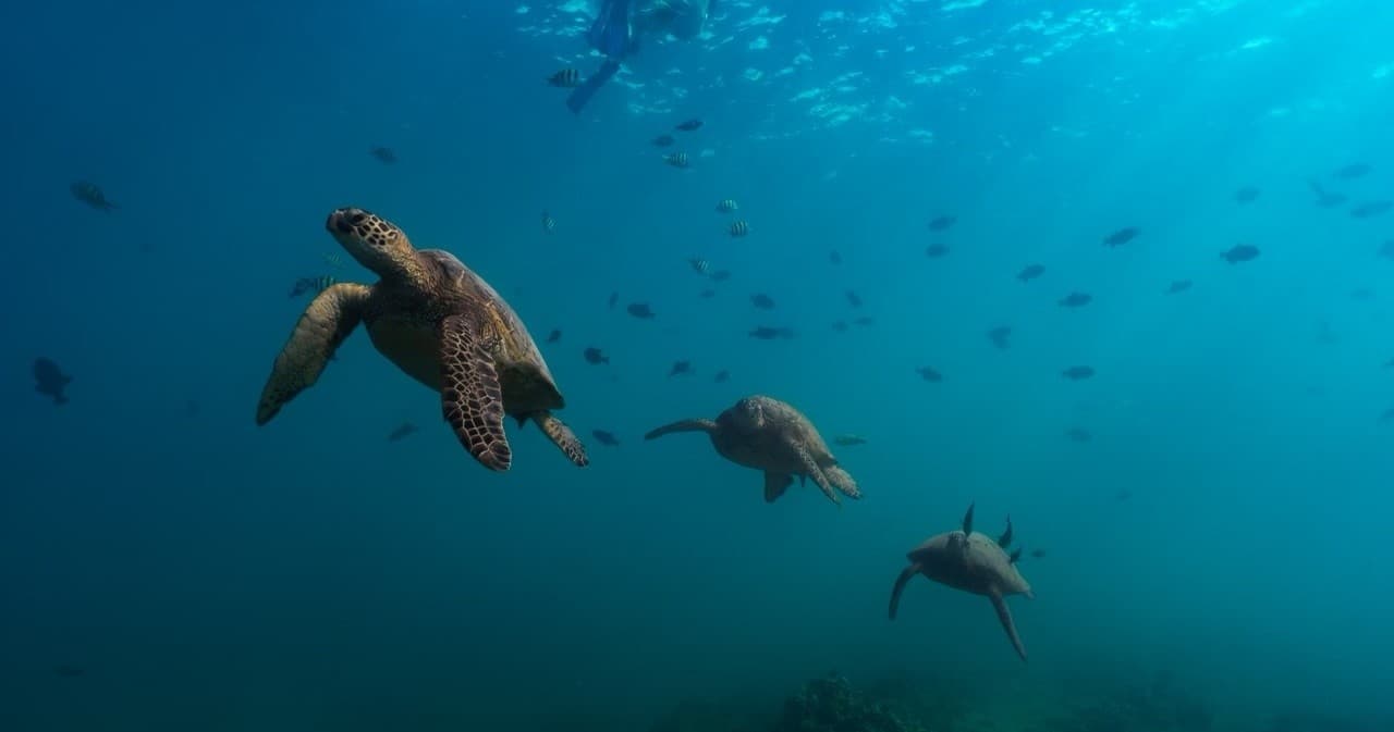 Private Boat Charter