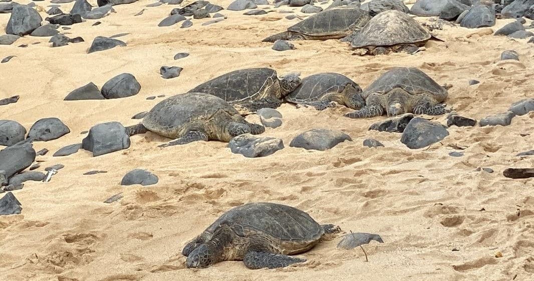 Famous Epic Road to Hana Adventure: Luxury Expedition