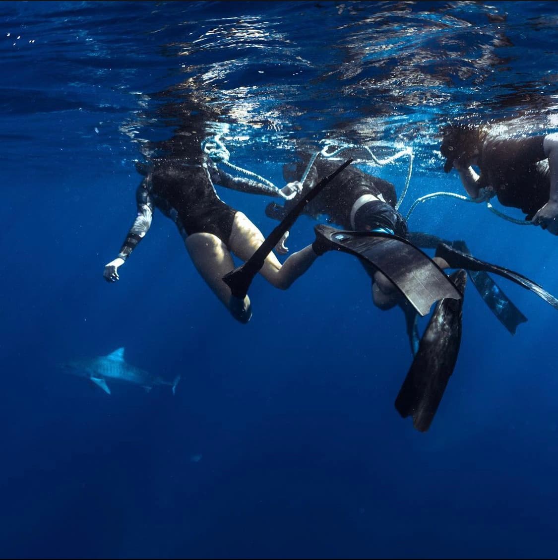 Pelagic (Cageless) Shark Dive