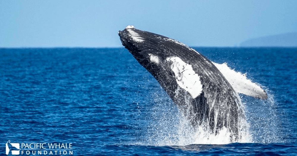 Exclusive Whale Watch with the Experts • Ma'alaea