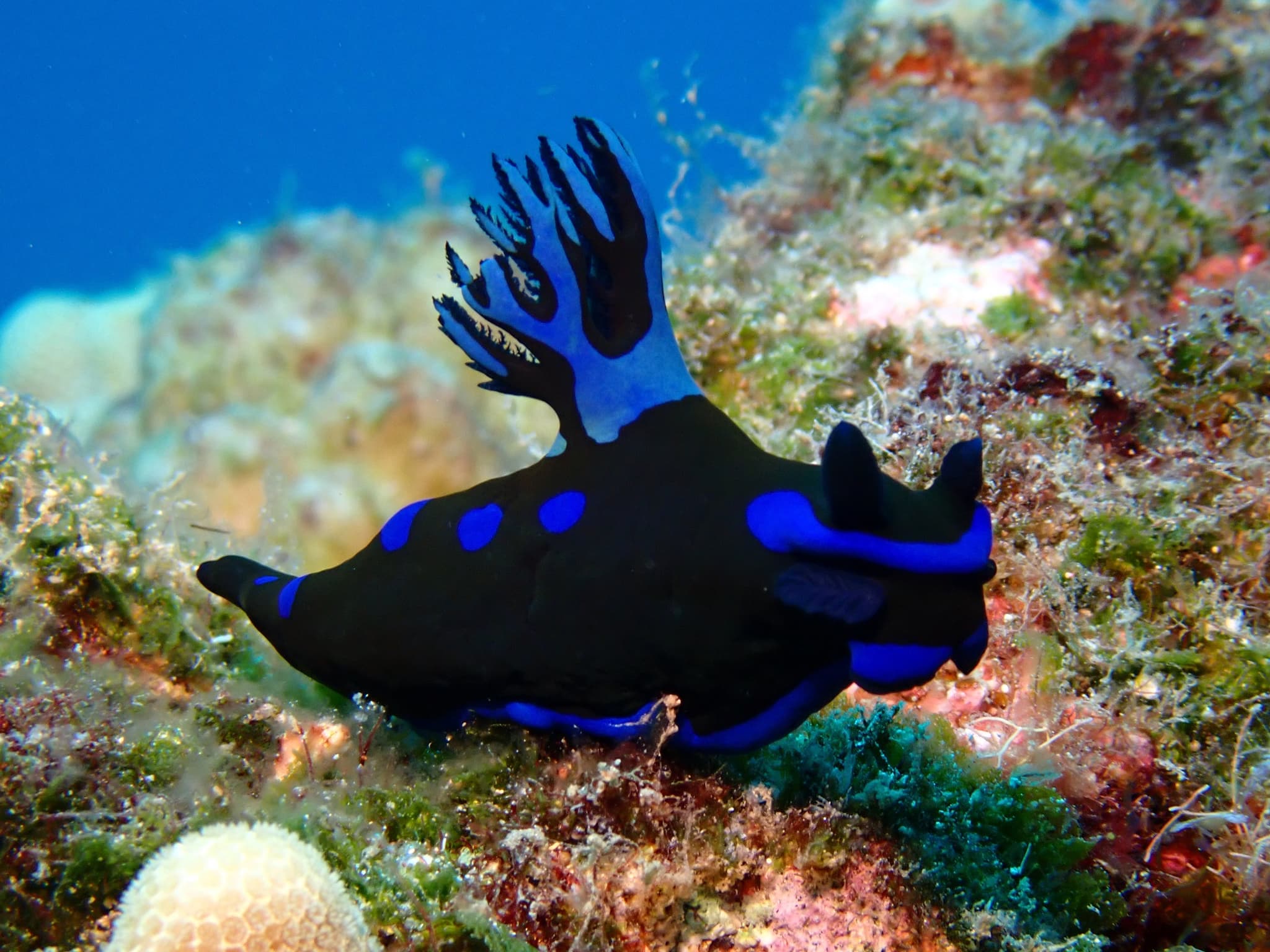 Helldiver and Triple Anchors