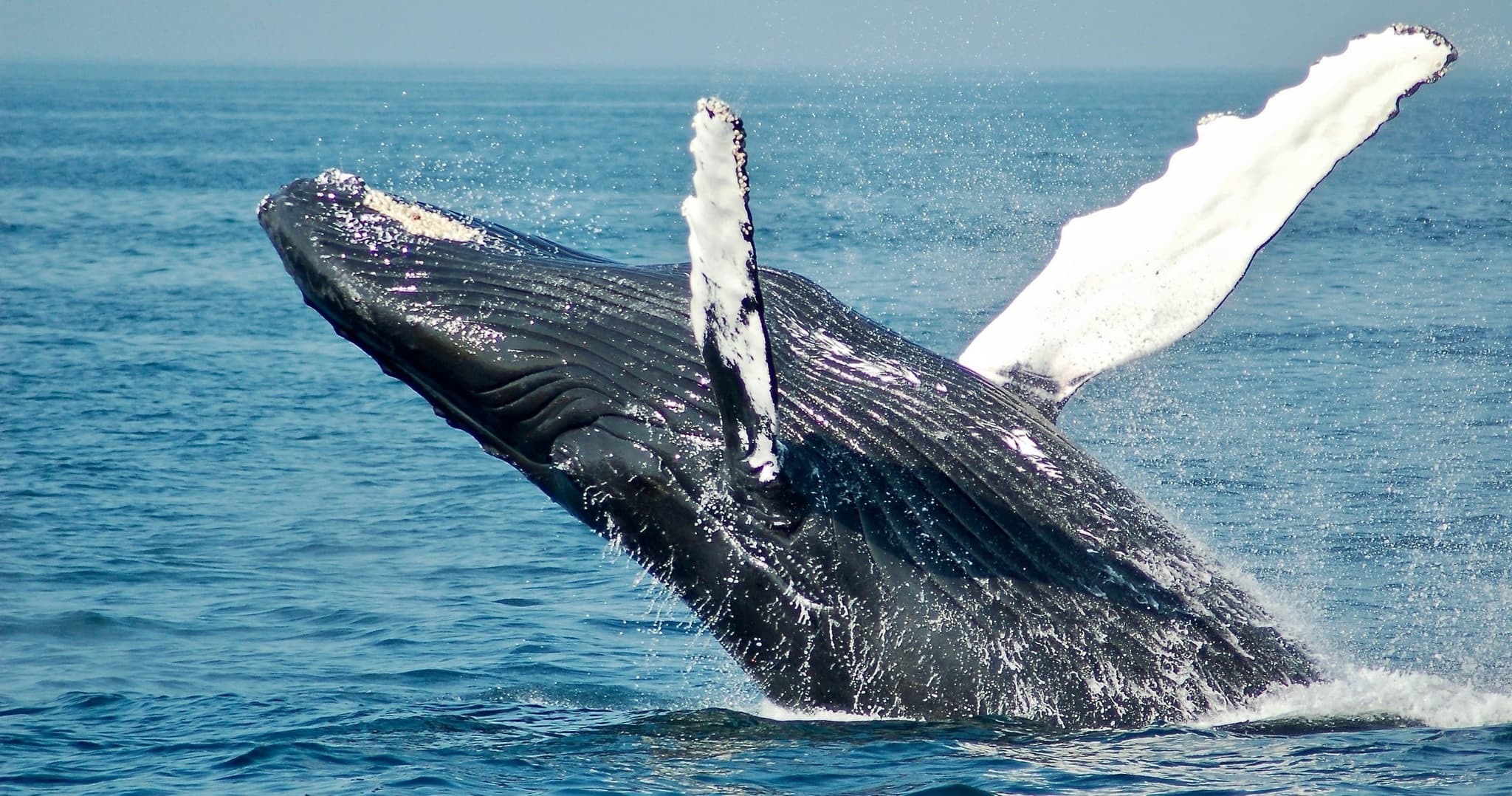 Waianae Whale Watch Tour