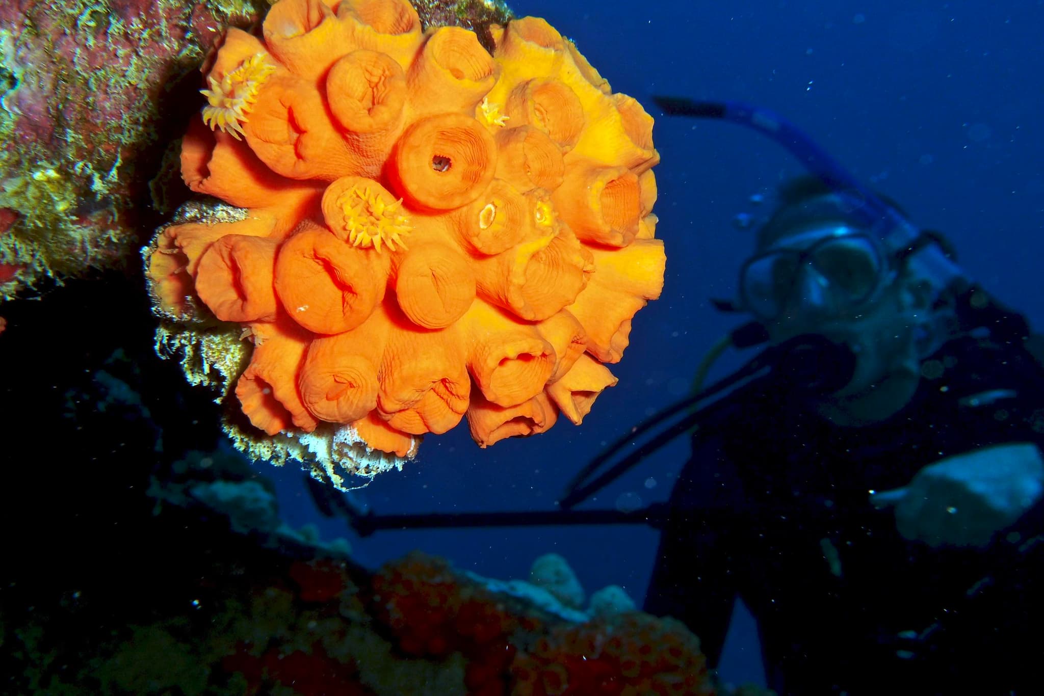 2 Tank Shipwreck and Reef Dives - Waikiki