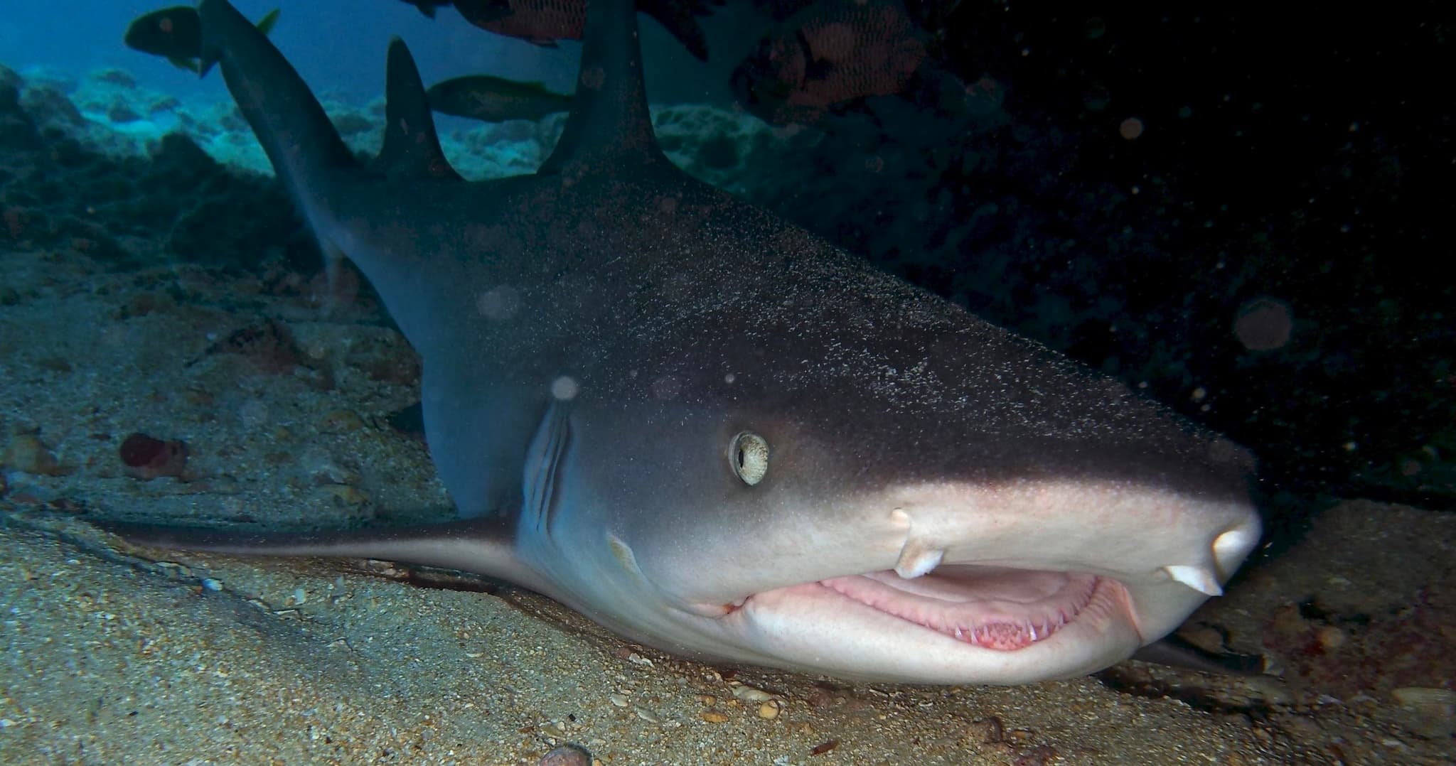 2 Tank Shallow Reef Boat Dives - Waikiki