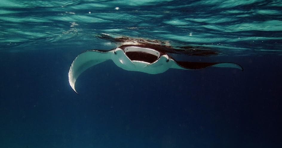 Sunset Paddle & Manta Ray Experience