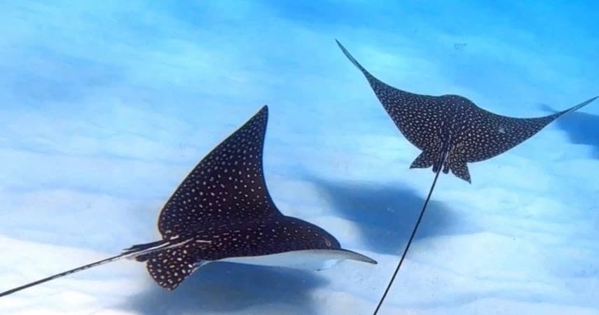 Offshore and Reef Exploration