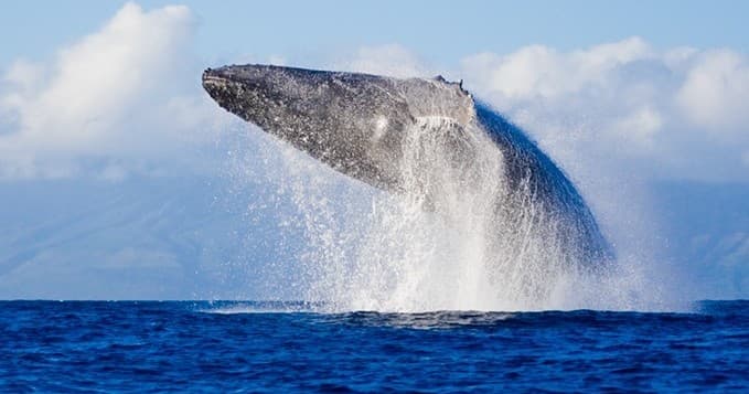Large Group South Shore Aloha Friendly Tour