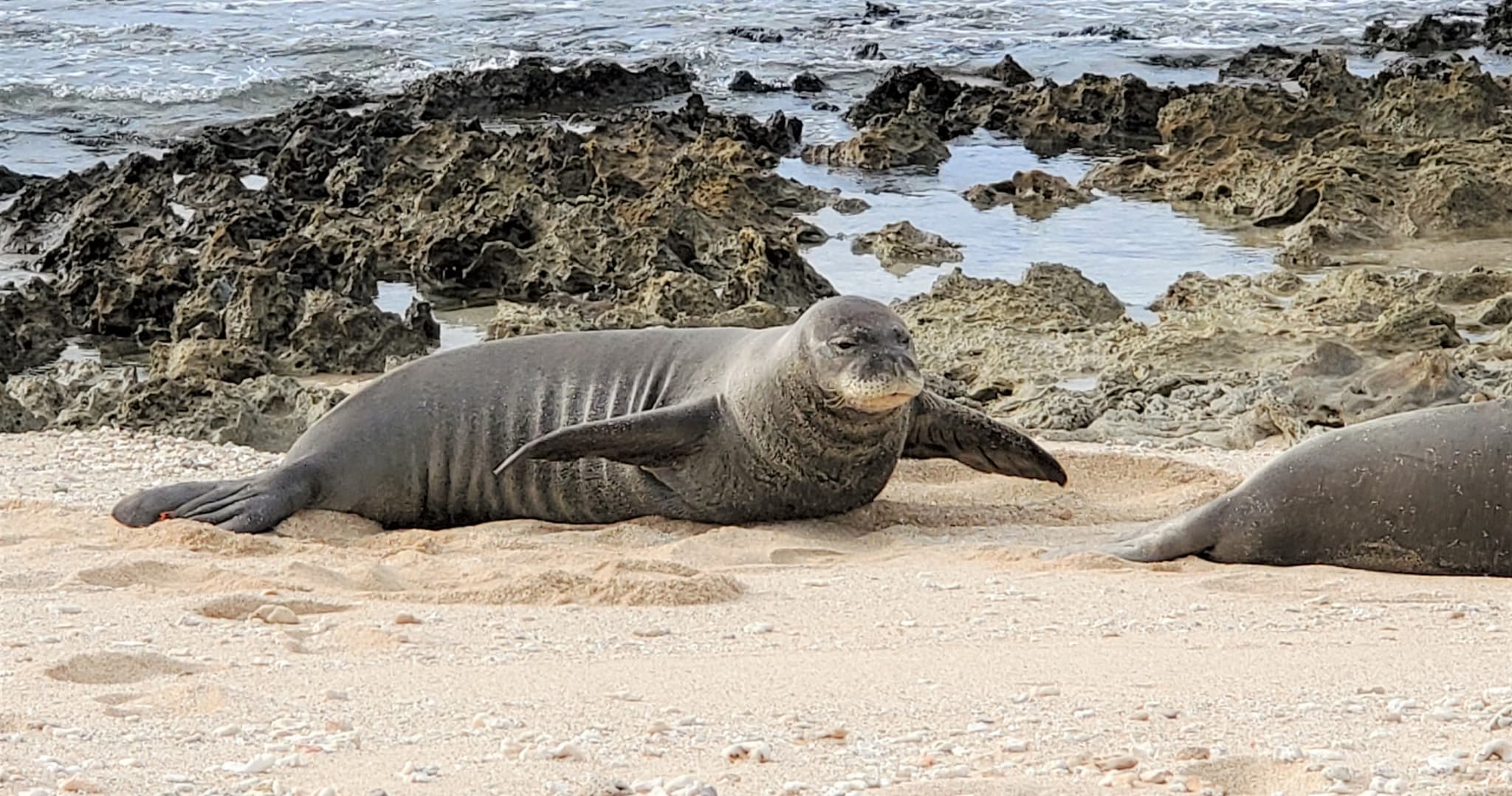 Virtual Online Class of Hawaiian Monk Seal