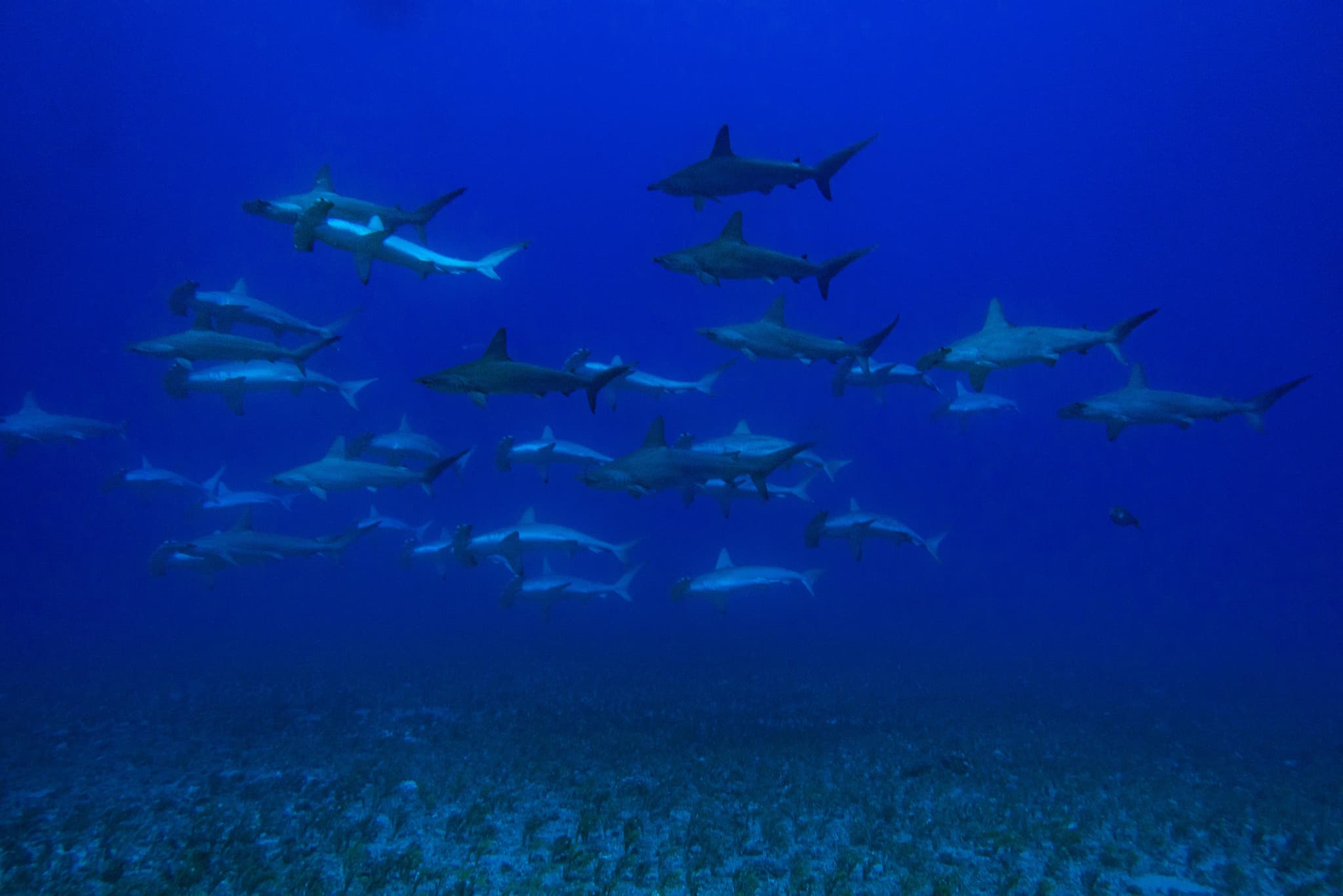 Hammerhead Drift 2 Tank Dive