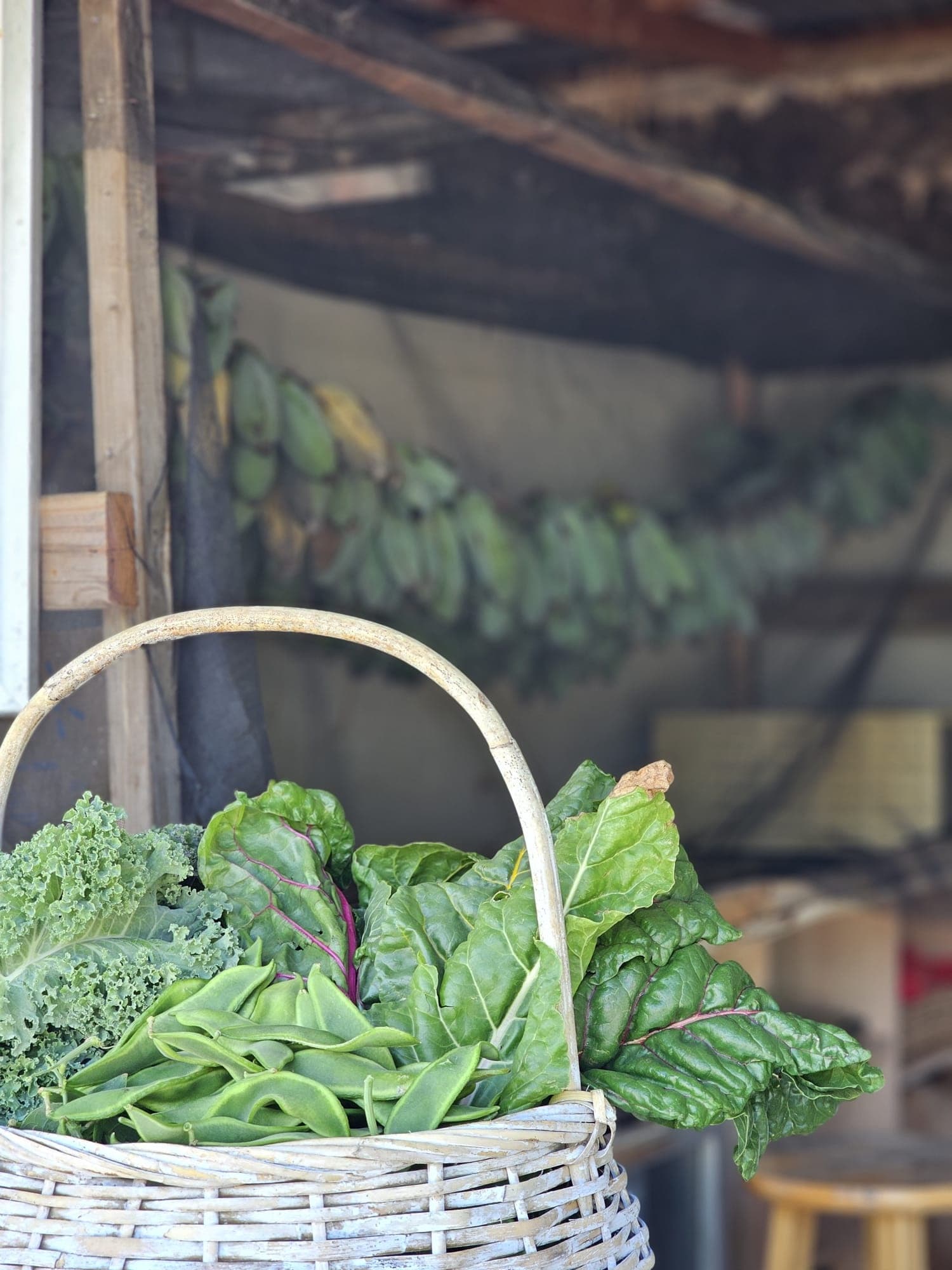 Sun Farm Tour Experience