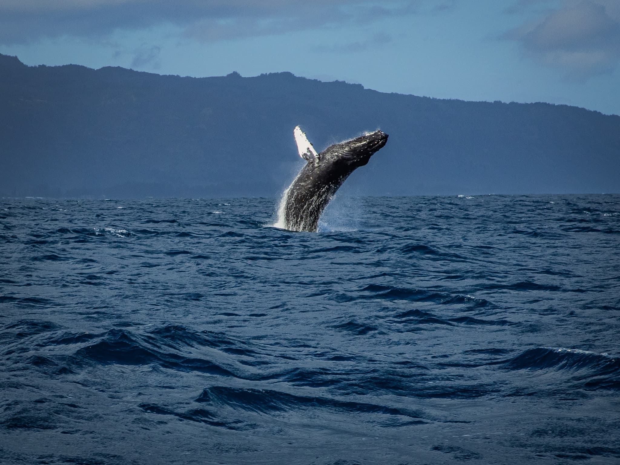 Waikiki Whale Watching