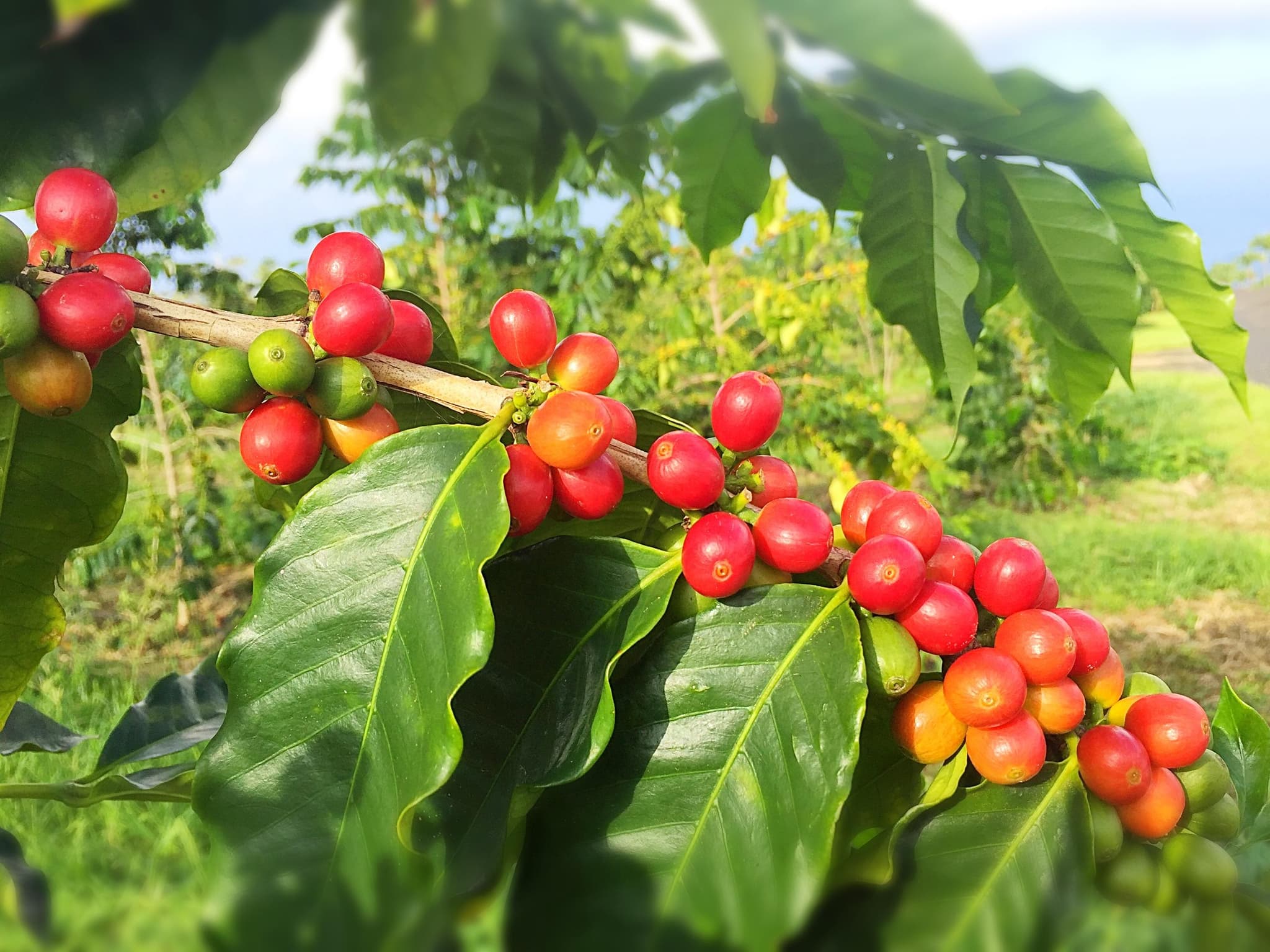 農園見学（日本語のツアー）Farm