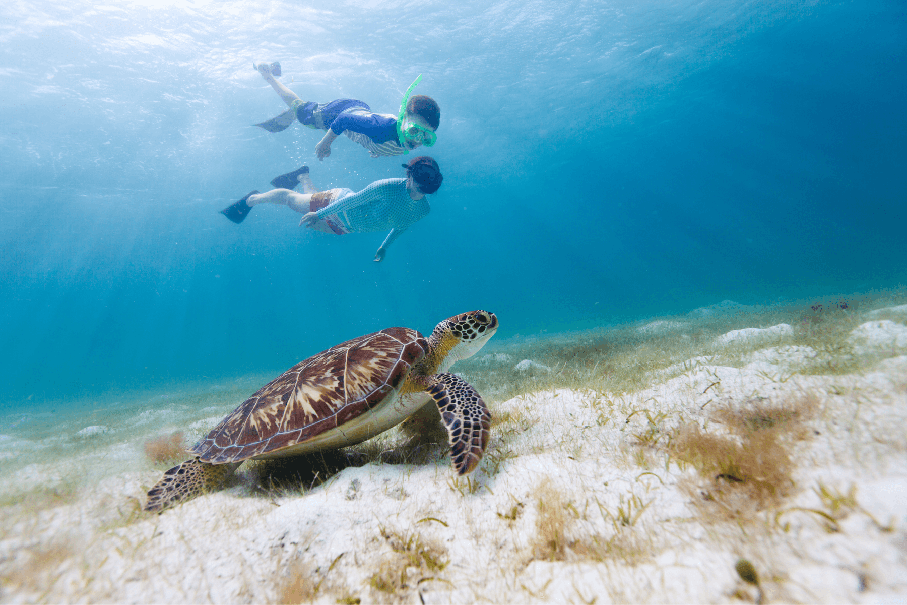 PRIVATE North Shore Tour: Swim with Turtles