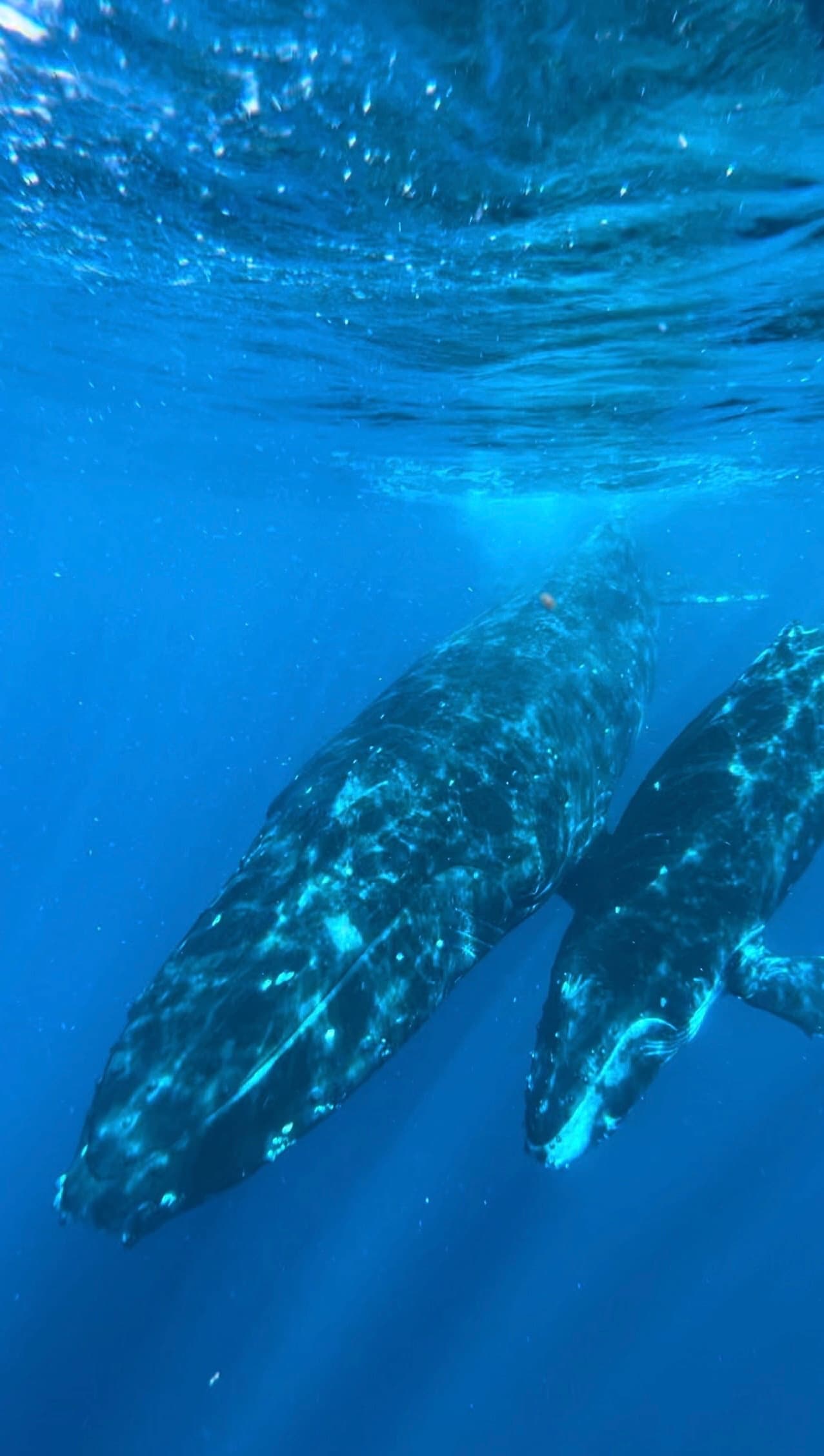 Whale Watching Excursion