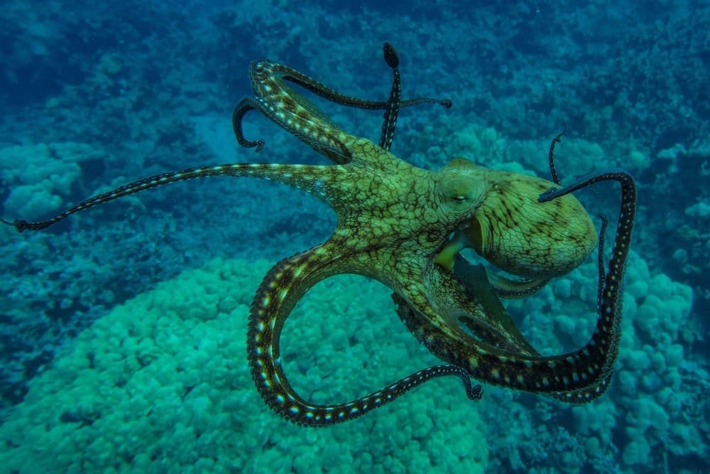 Best Big Island Snorkel