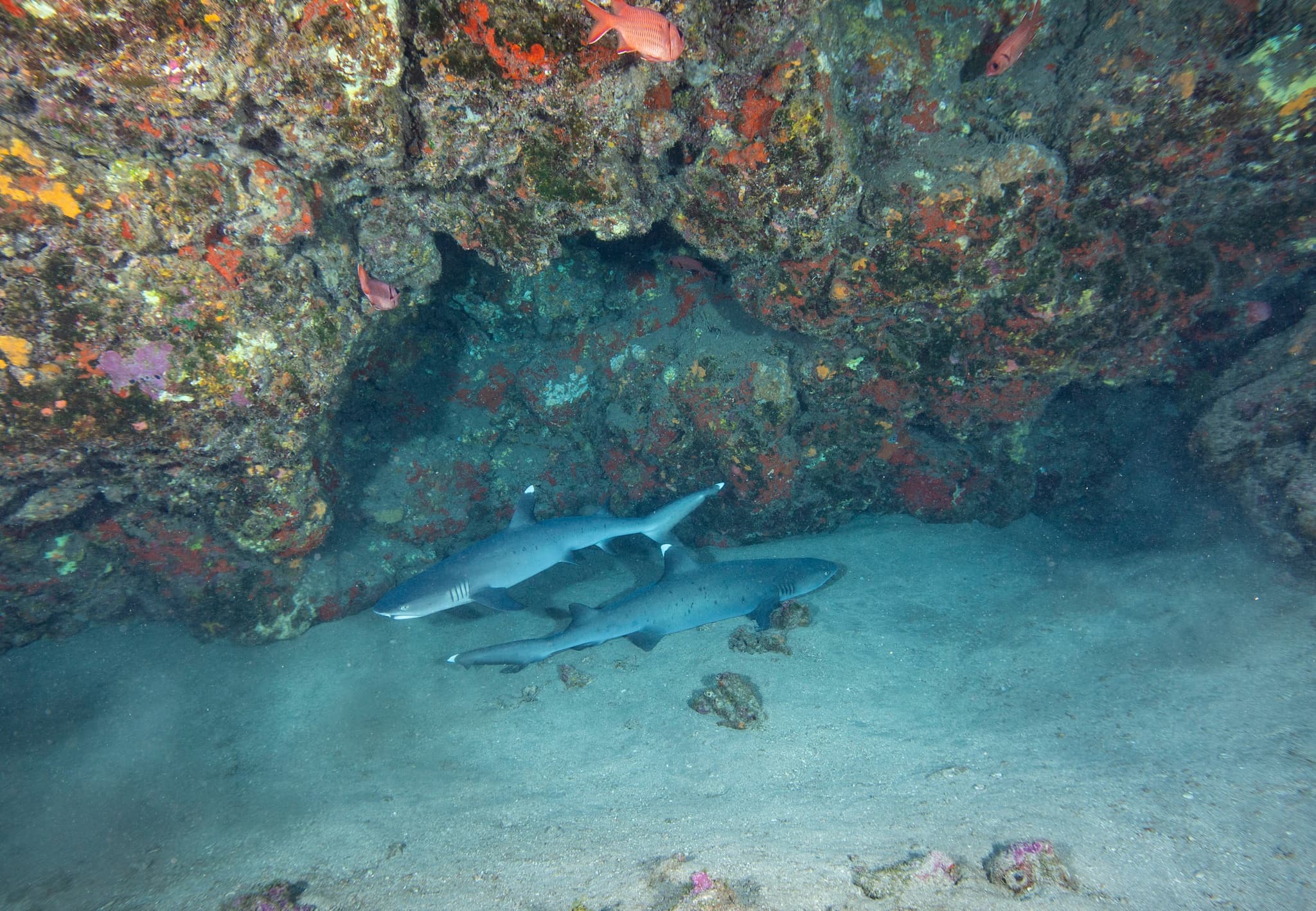 Shark and Turtle Dive for Certified Divers from Shore