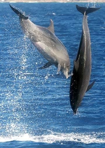 Best of the West - Premier Dolphin, Turtle, Whale Safari with Guided Snorkeling