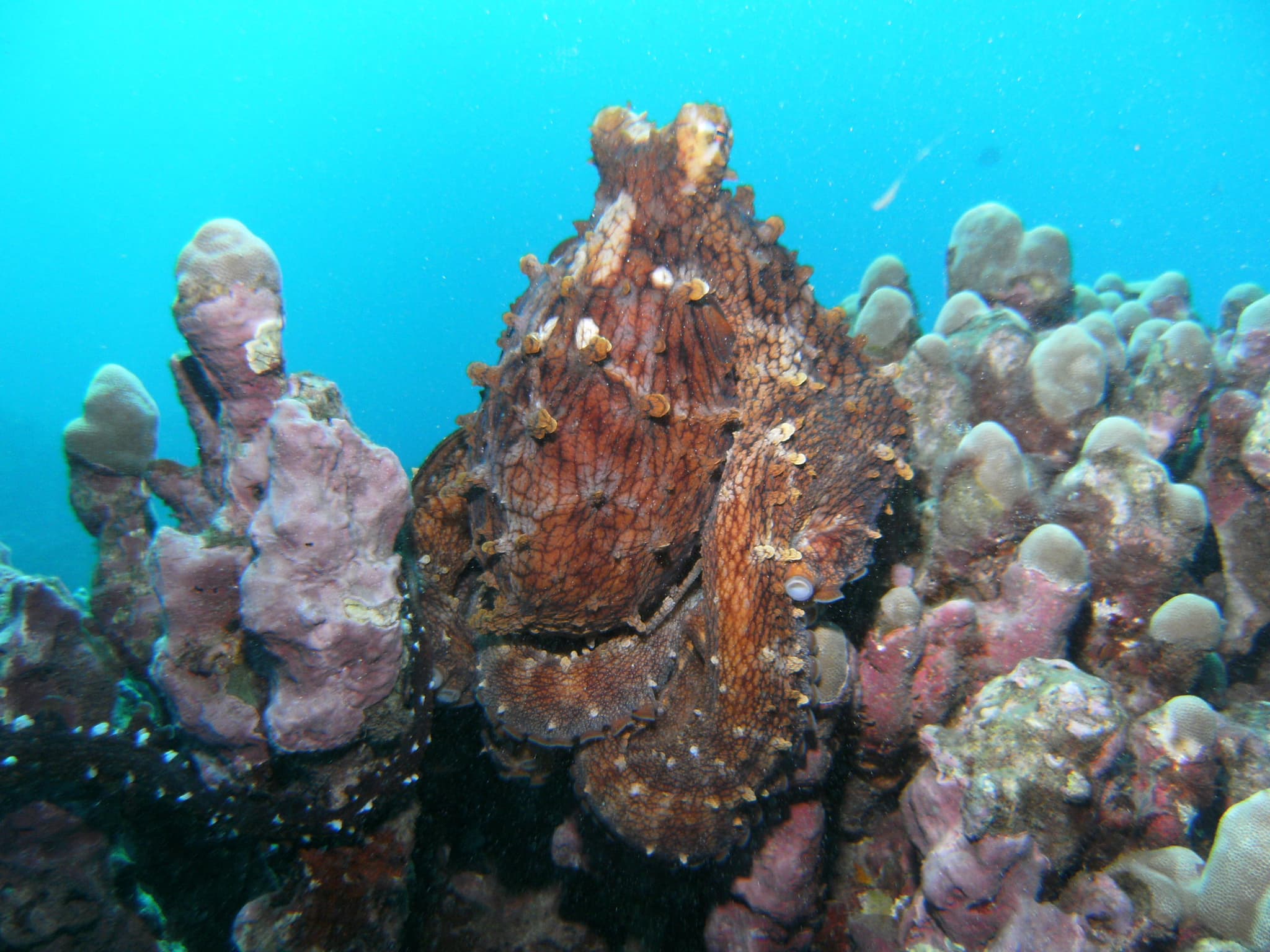 Two-Site Dive/Snorkel