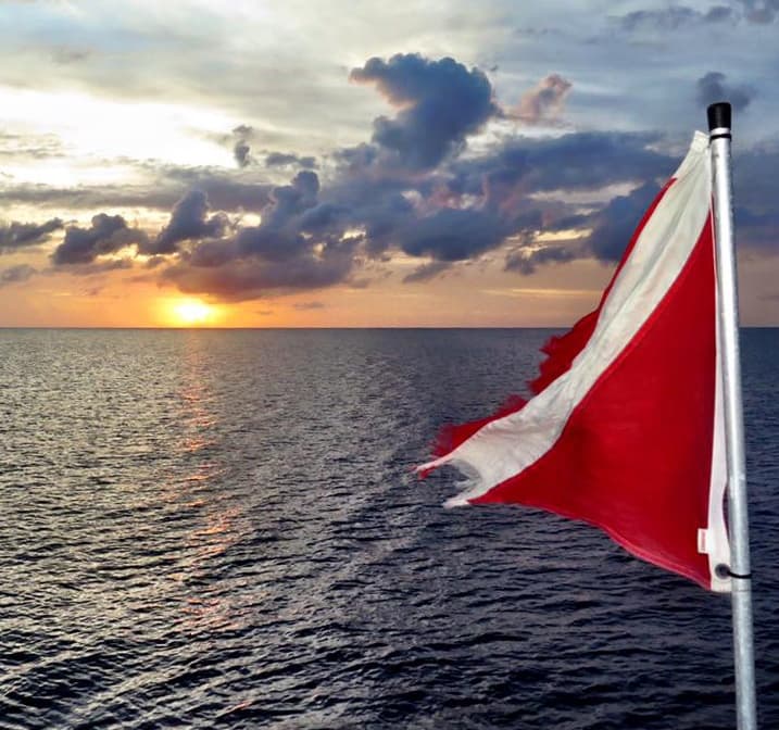 Sunset Whale Watch and 1 Tank Night Dive