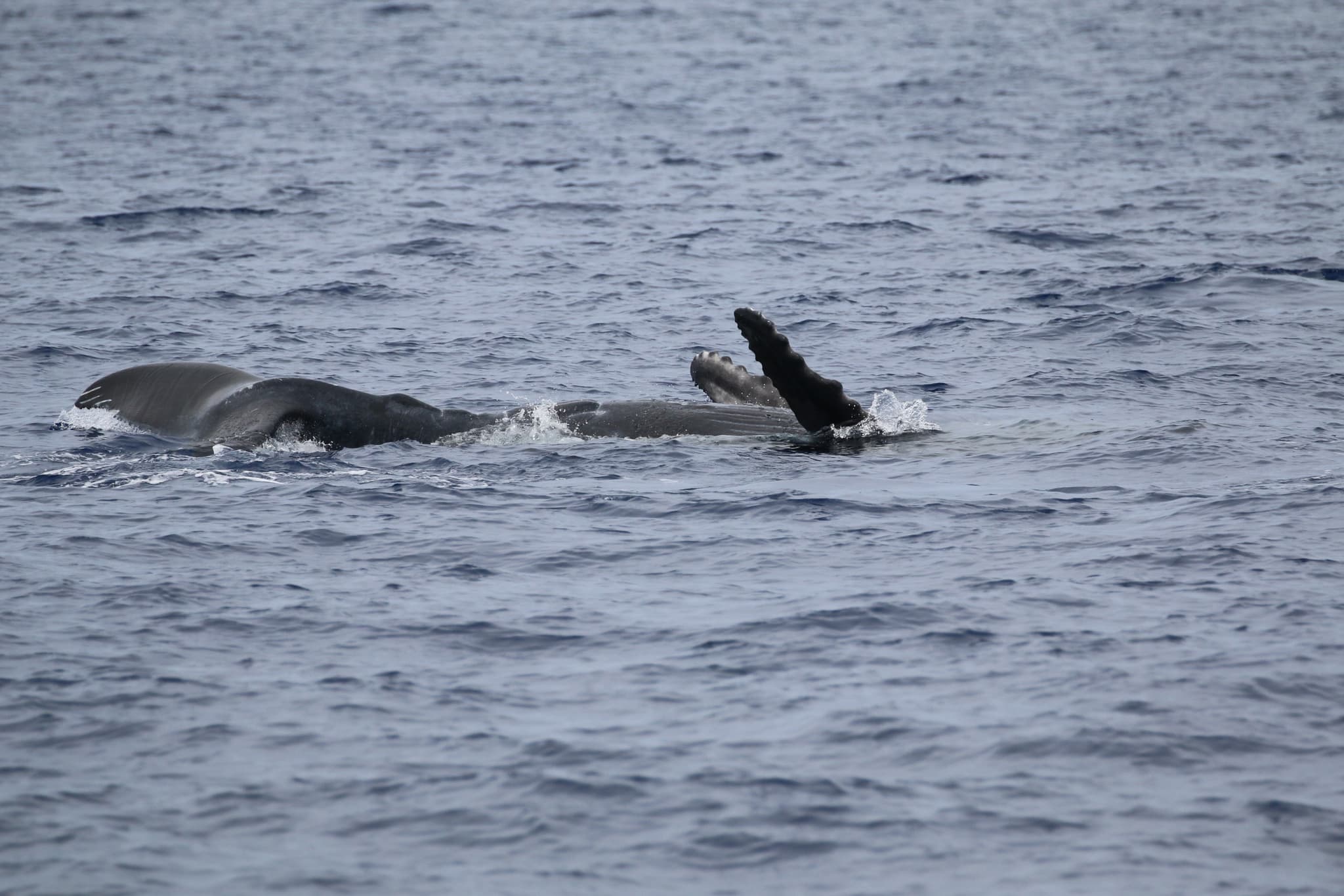 Private Whale Watch Aboard Callisto