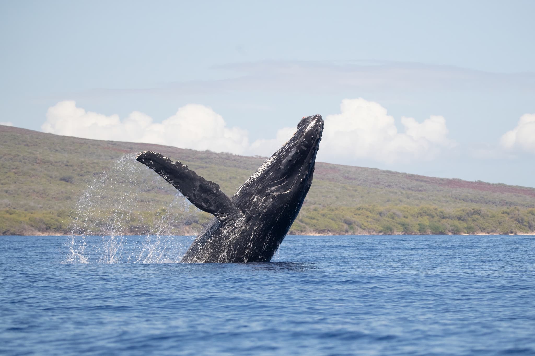 From Ma'alaea Harbor: Whale Watch Tours Aboard the Quicksilver
