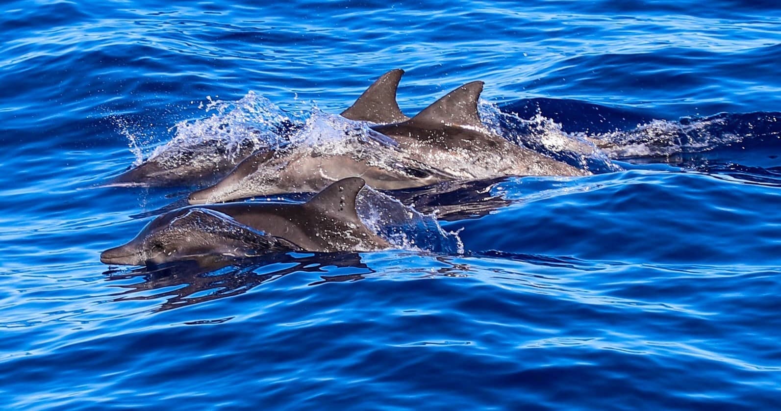 Kona: 2-Hour Afternoon Snorkel & Dolphin Watching