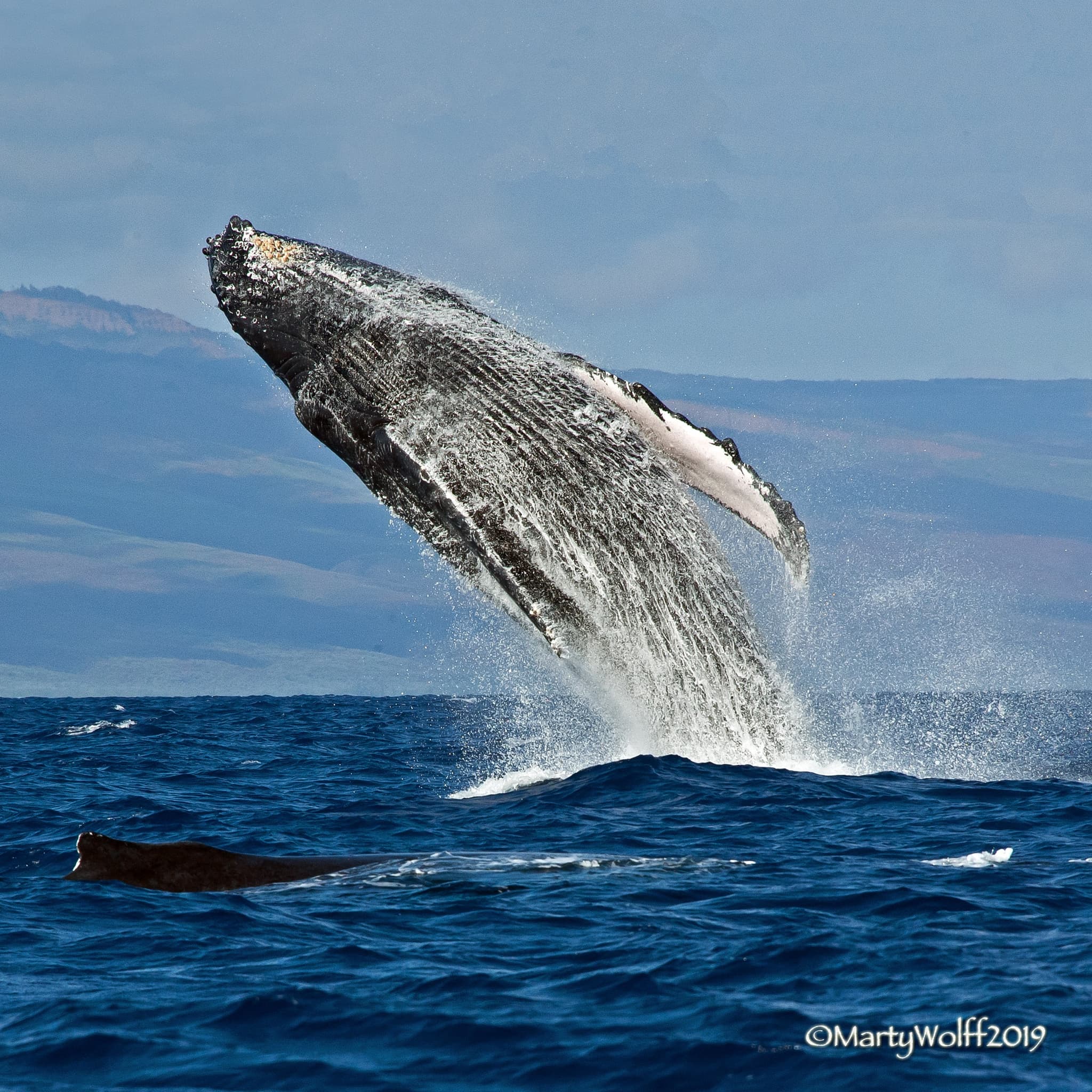 Whale Watch Adventure