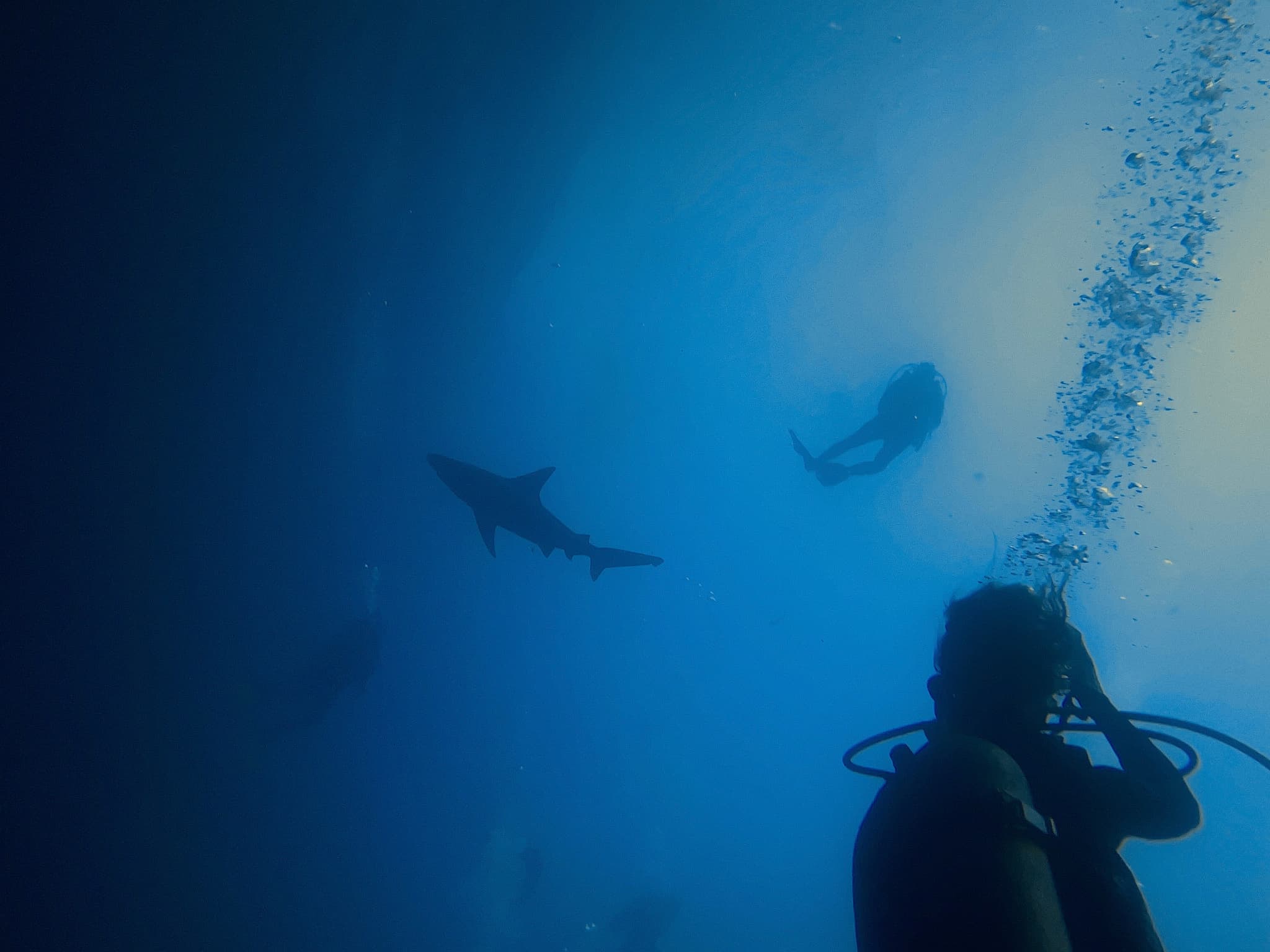 Epic Hawaiian  Honu and Sharks Dive