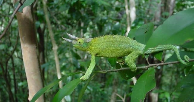 Hawaiian Waterfall Hike