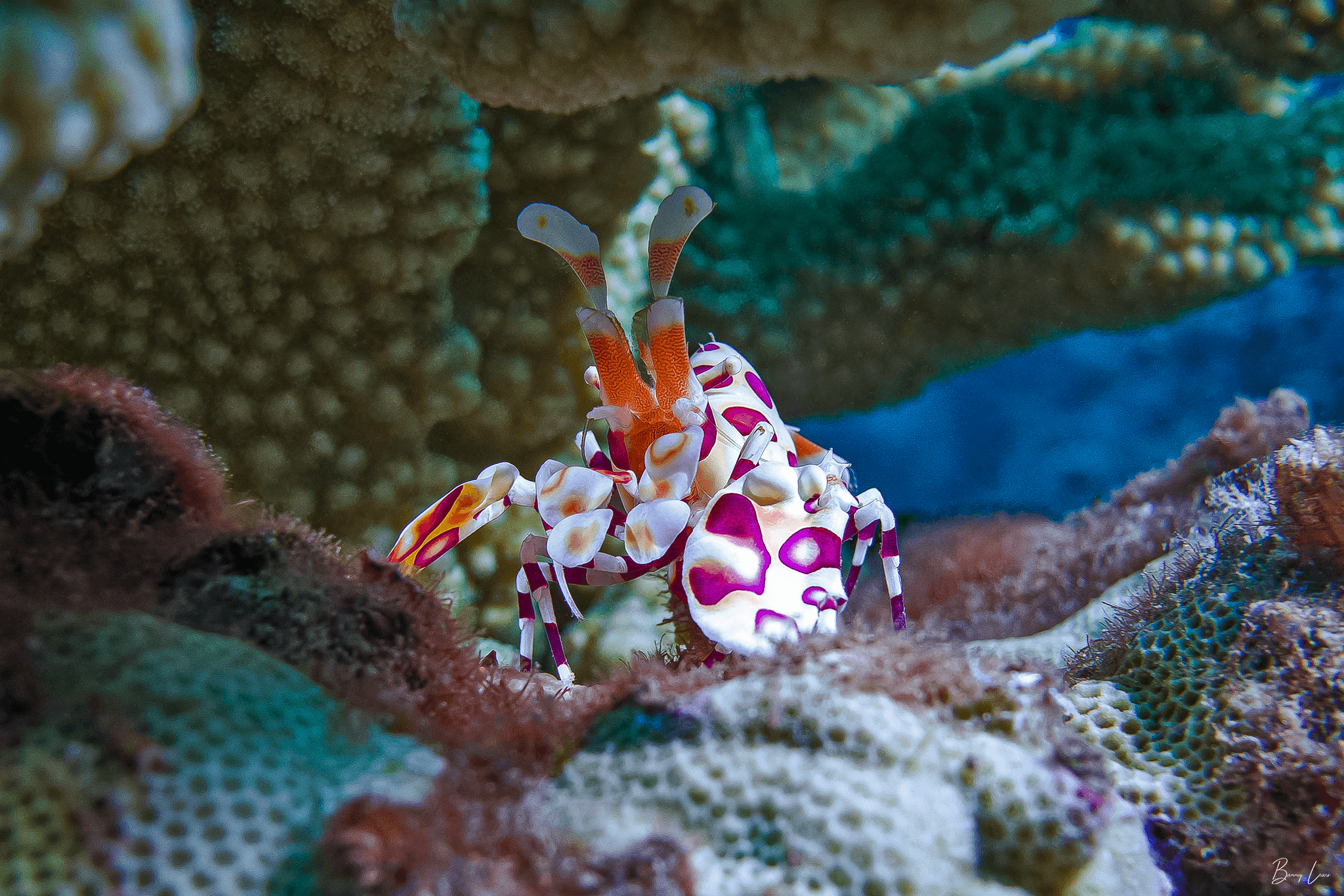 1 Diver - Private Two Tank Excursion with Barry