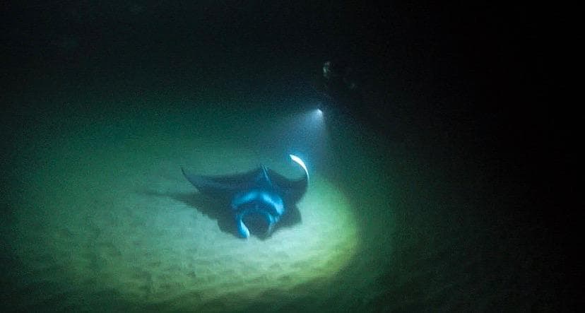 BIG ISLAND MANTA NIGHT SNORKEL