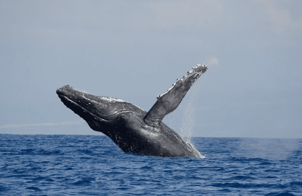 Historical Lunch Cruise