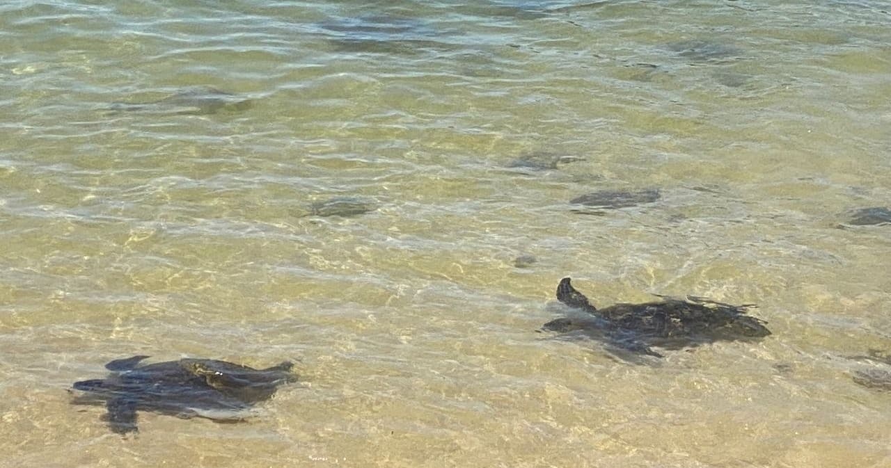 Oahu's Circle Island Group Tour Operated by Fil-Am Travel & Tours