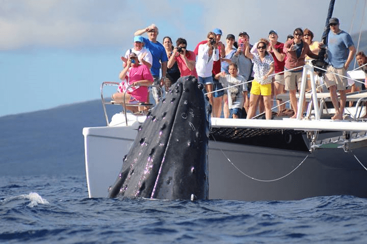 Afternoon Whale Watch