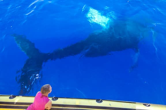 ULTIMATE #1 BIG ISLAND WHALE WATCH