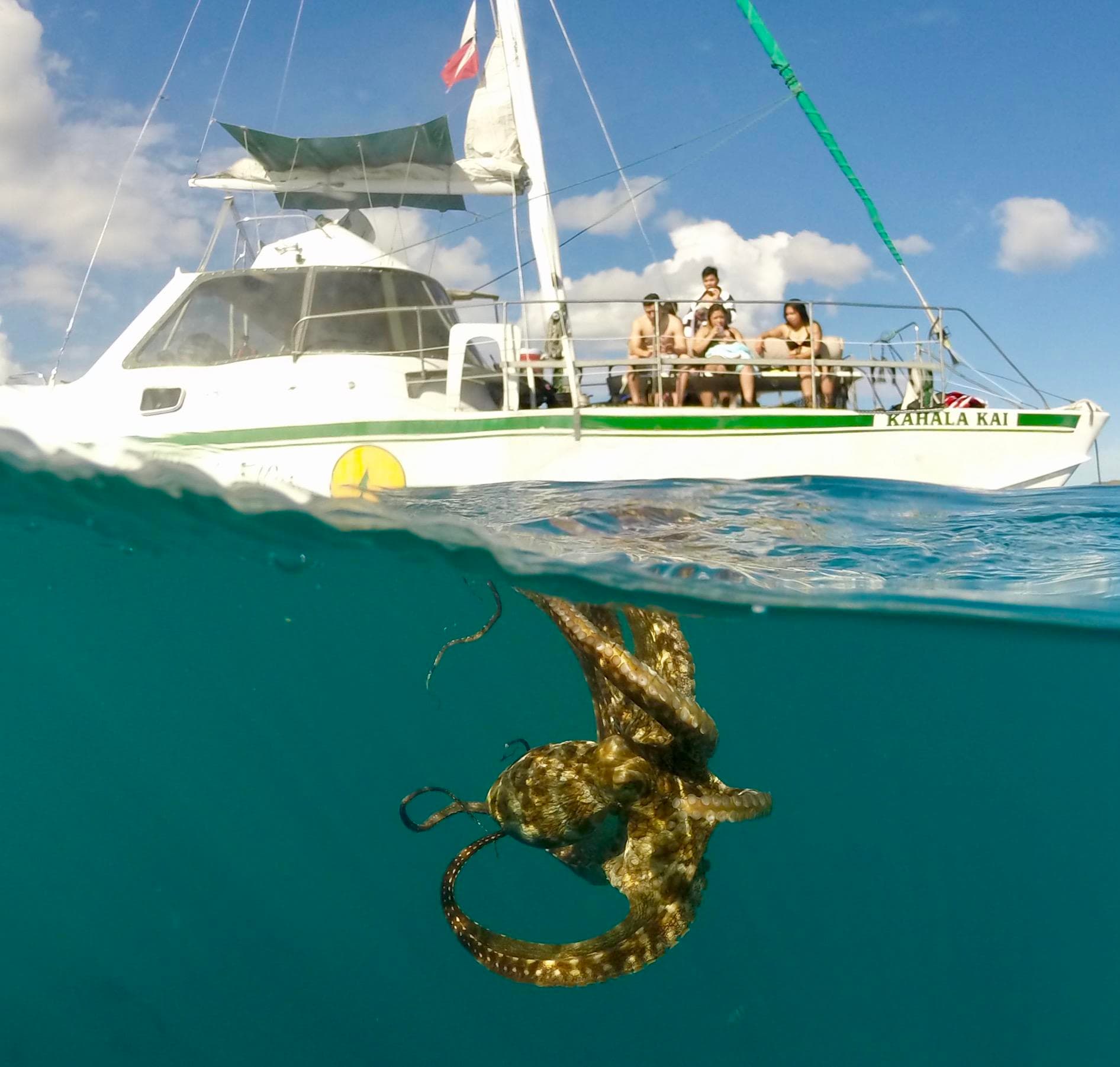 Turtle Canyon Catamaran Snorkel Cruise