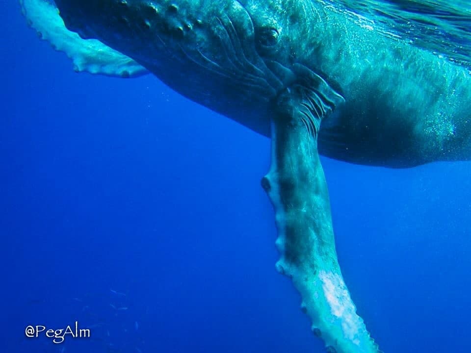 Paddleboard - Private “Whale” of a Whale Watch