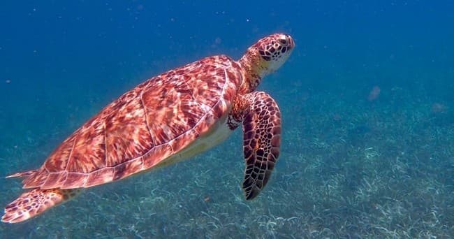 Turtle Canyon Catamaran Snorkel Cruise