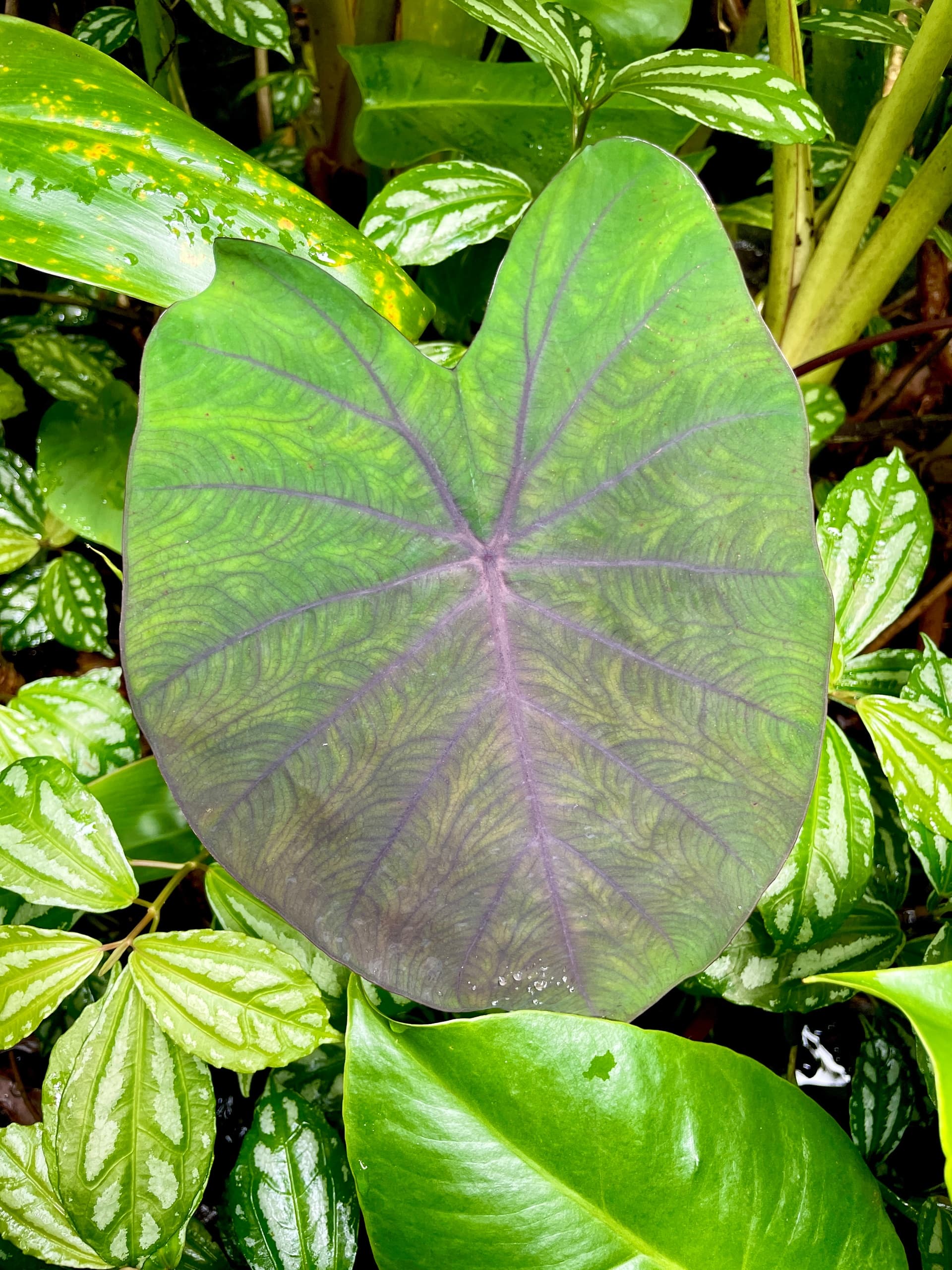 Cloud Forest Tour - Montane Jungle Trail (2.5 hrs)