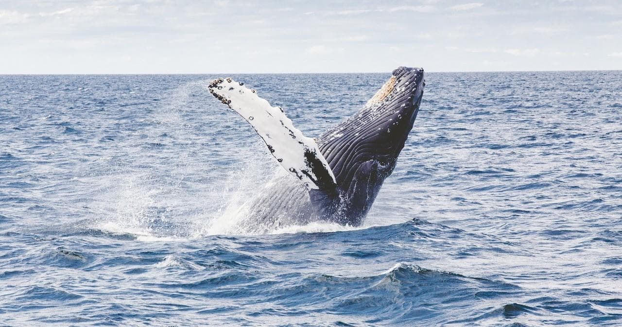 Seasonal Whale Watching