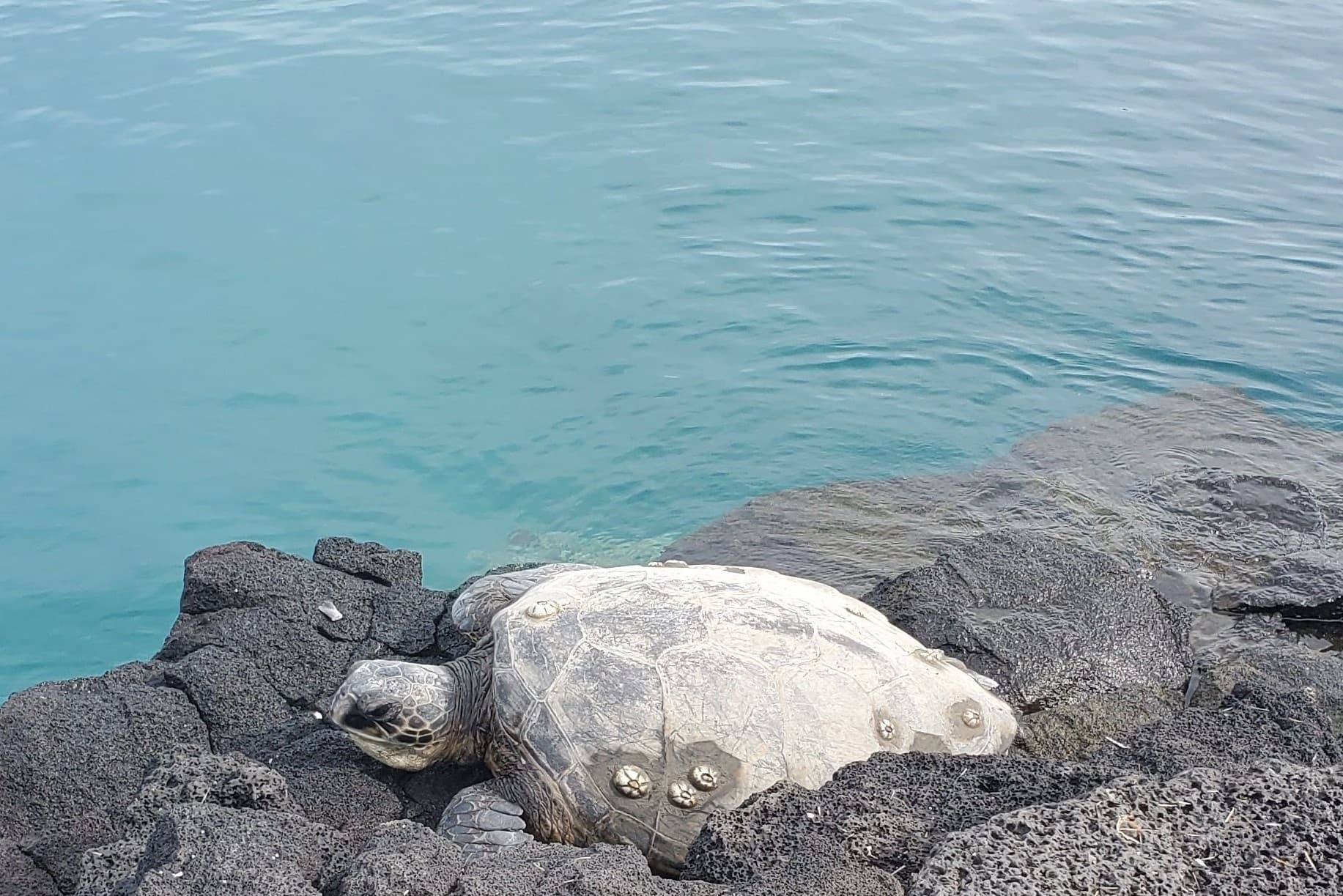Honokohau Bay Glass Bottom Reef Tour