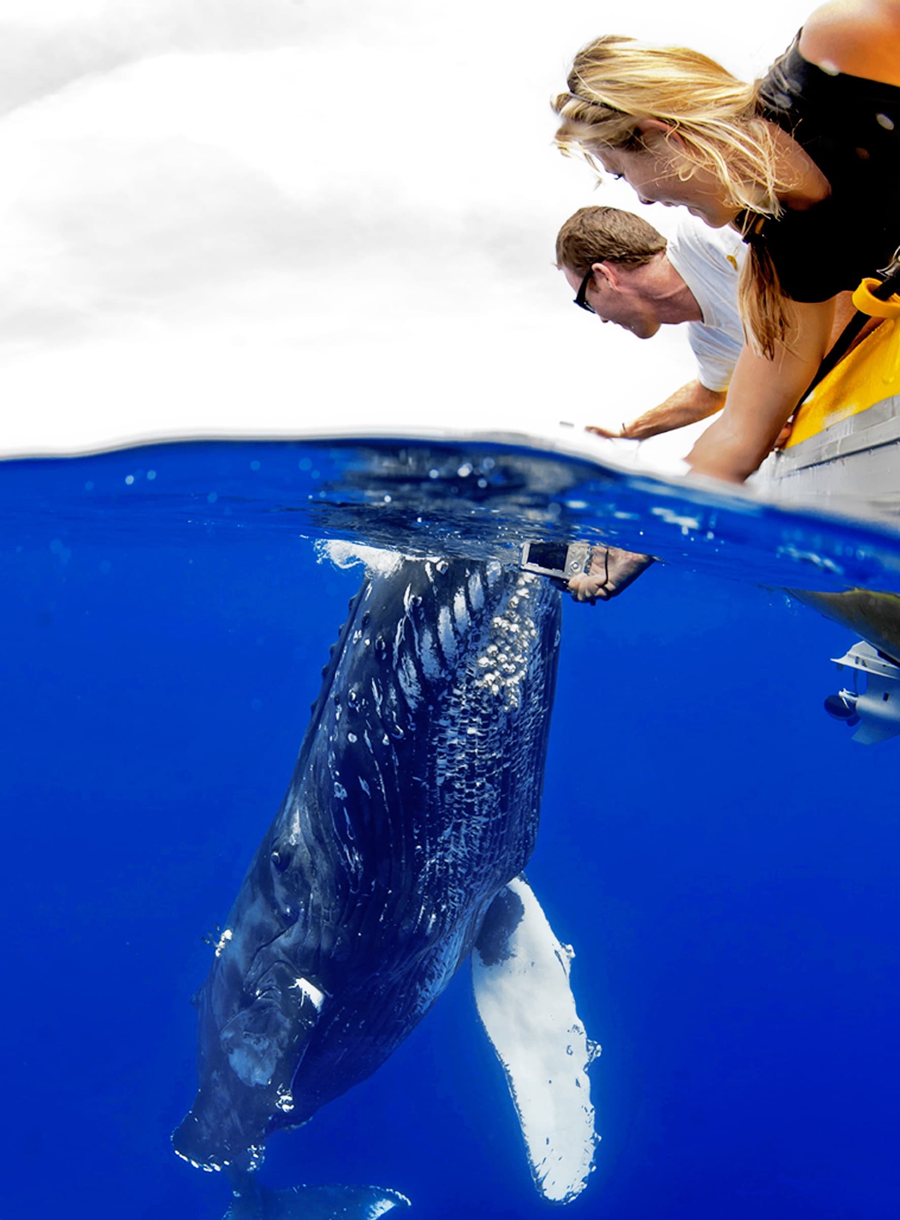 Whale Watch Adventure