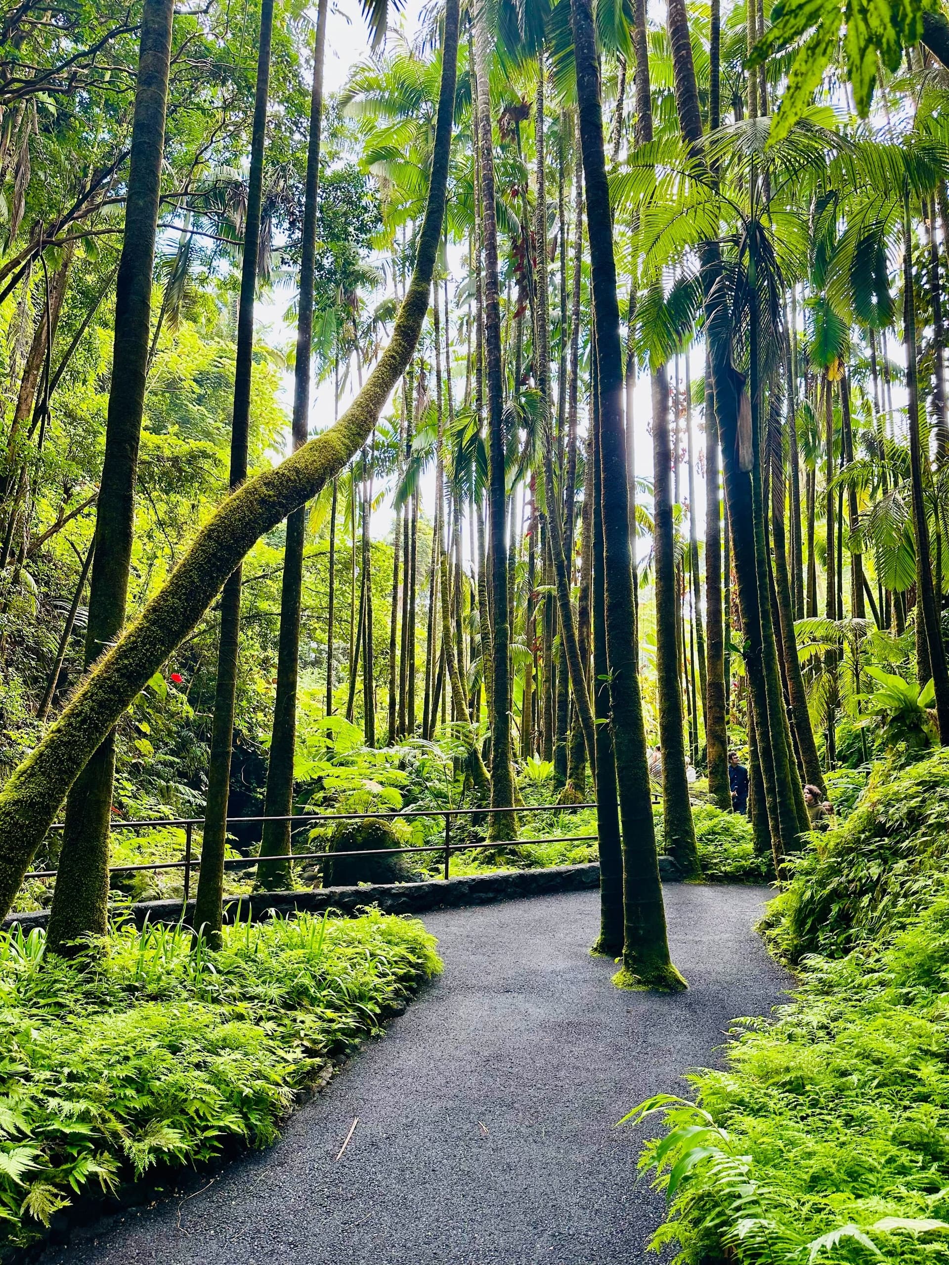 Wild and Scenic Hawaii: Waterfalls and Wonders